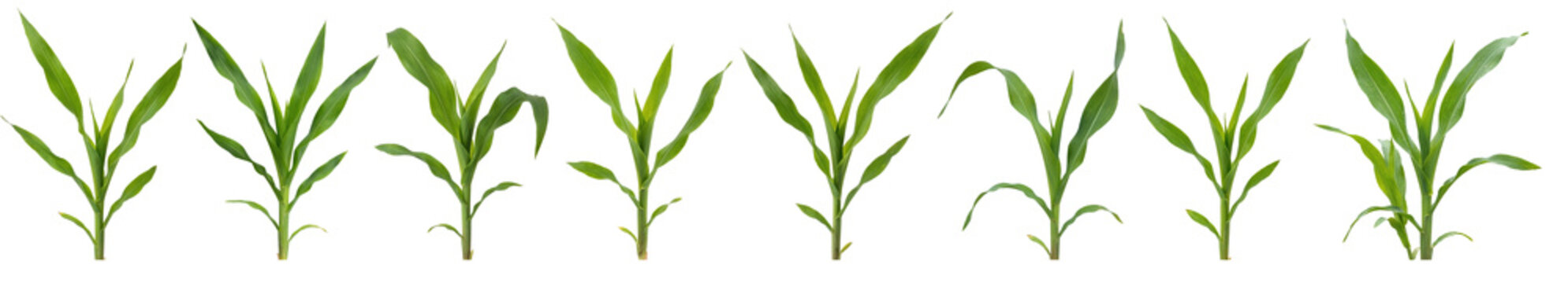 Collection of young corn plants isolated on transparent background, Zea mays seedling green leaves.