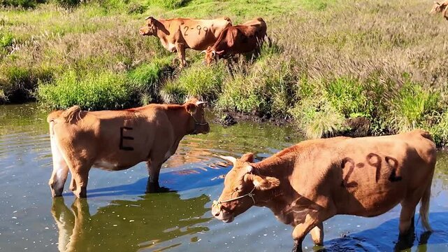 水浴びをする阿蘇のあか牛