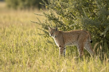 Obraz premium A bobcat stands alert in a late summer grassy field, scanning its surroundings with focused intensity.