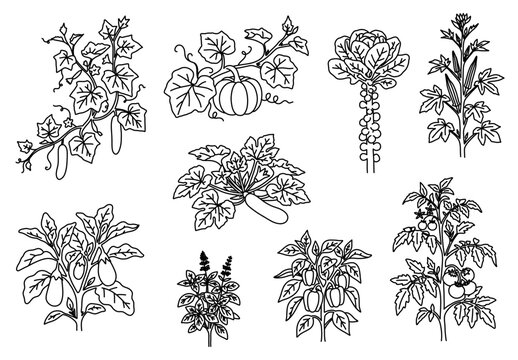 Hand drawn sketch vegetable and plant garden set doodle featuring botanical line art illustration