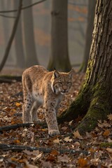 Fototapeta premium A young lynx stands watchfully on the crunchy forest floor, its tawny fur blending with the rustling leaves as an overcast autumn day casts a soft, muted glow.