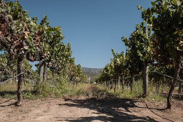 Fototapeta premium Grapevine in Casablanca Valley, near Santiago, Chile