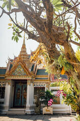 Fototapeta premium Orchid flowers in temple garden at Grand Palace Bangkok