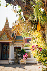 Fototapeta premium Orchid flowers and roots with temple building at Grand Palace Bangkok