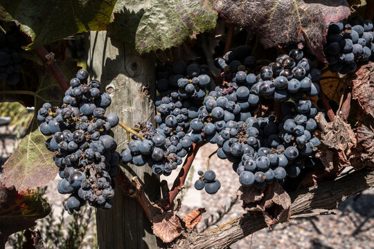 Grapes growing on grapevine in Casablanca Valley, near Santiago