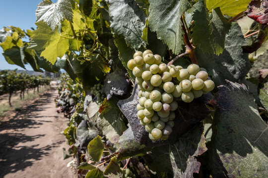 Grapes growing on grapevine in Casablanca Valley, near Santiago