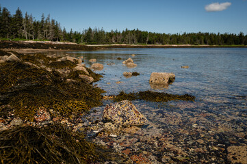Close up of tide pool rocks covered in barnacles and seaweed Maine © Cavan