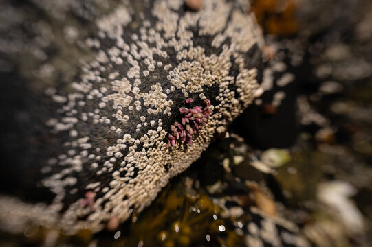 Pink purple dog whelk eggs underneath coastal tide pool rock