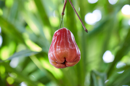 Fresh Rose Apples Growing on a Tree Branch
