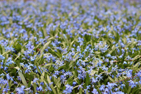 Masses of blue Scilla siberica or Siberian squill flowers