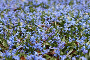 Obraz premium Masses of blue Scilla siberica or Siberian squill flowers
