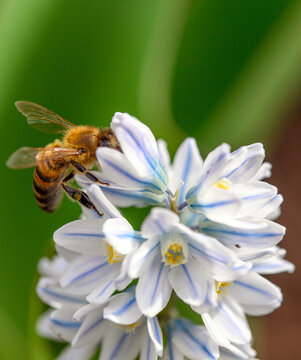 Close-up of a honey bee on a blue-striped white flower