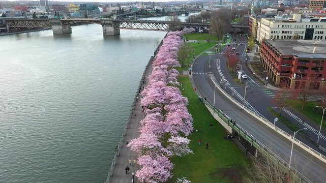4k top down aerial view of cherry blossom trees in downtown Portland Oregon USA along Willamette River, people walking on waterfront path in soft sunrise light. Spring sakura scene for travel tourism