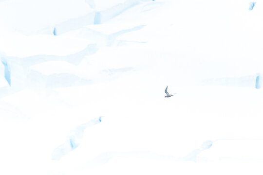 Telephoto of a flying Artic Tern - terna paradisaea- passing in front of a giant glacier front near Graham passage, close to Charlotte bay, on the Antarctic peninsula.