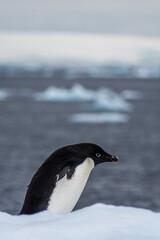 Obraz premium Close-up of an Adelie Penguin - Pygoscelis adeliae- standing on an iceberg, near the fish islands, on the Antarctic Peninsula