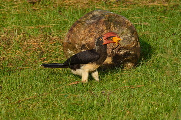Hornbill bird with red beak holding yellow fruit in grassy field, natural habitat wildlife photography © wendi