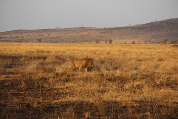 Naklejka premium Male lion walking in African savanna grassland with dry grass and distant hills, natural wildlife habitat