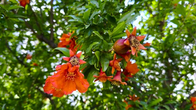Close-up of Punica granatum showing simultaneous flowering and early fruit set on a branch, illustrating reproductive phenology and fruit development under natural conditions.
