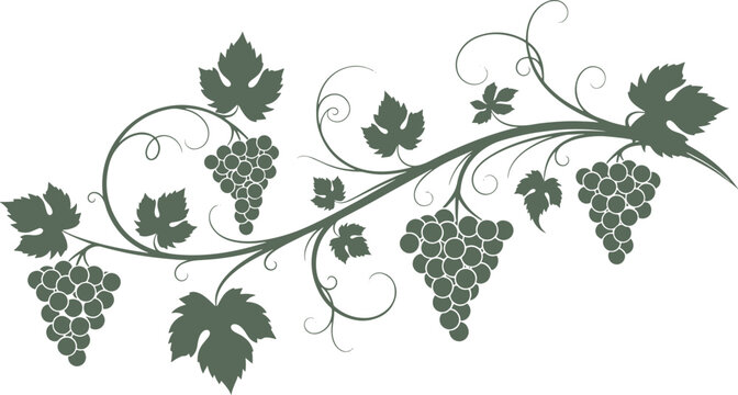 Elegant vector vine with grapes and leaves, decorative floral element in a classic style on transparent background