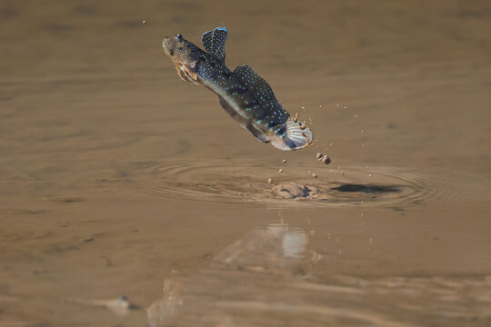 A mudskipper is jumping out of a mud puddle in the mangrove forest.