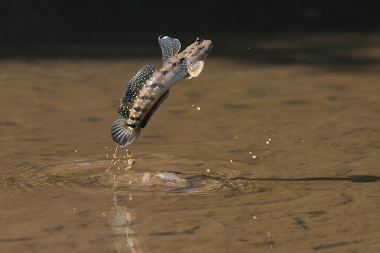 A mudskipper is jumping out of a mud puddle in the mangrove forest.