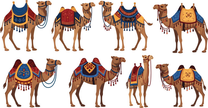Decorated camels set with traditional Arabian ornaments and saddles, desert caravan animals flat vector illustration collection