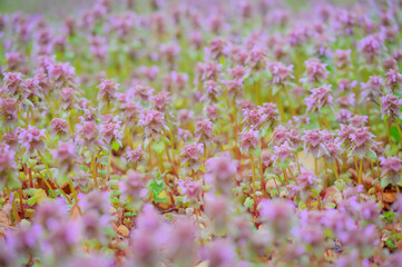 Obraz premium Groundcover of blooming purple dead-nettle in a park.
