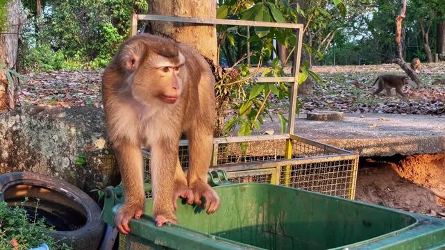 A wild monkey searches for food in a trash bin in a city park in Phuket, Thailand. After searching unsuccessfully, it perches on the edge of the container and turns away.