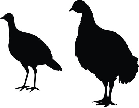 Two black silhouettes of turkeys with text labeling below them