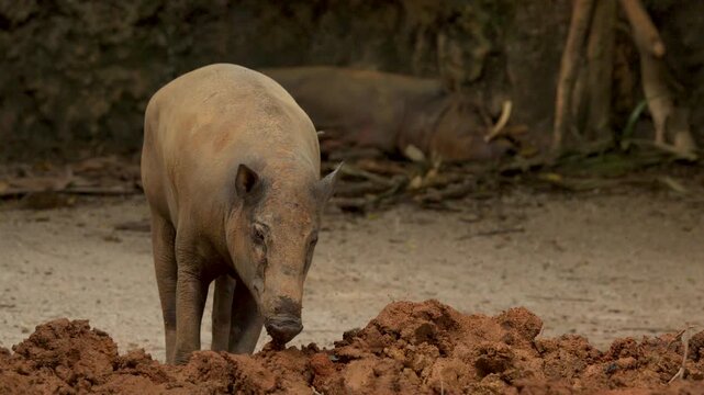 Babirusa Deer-Pig Standing and Sniffing Mud in Outdoor Zoo Enclosure
