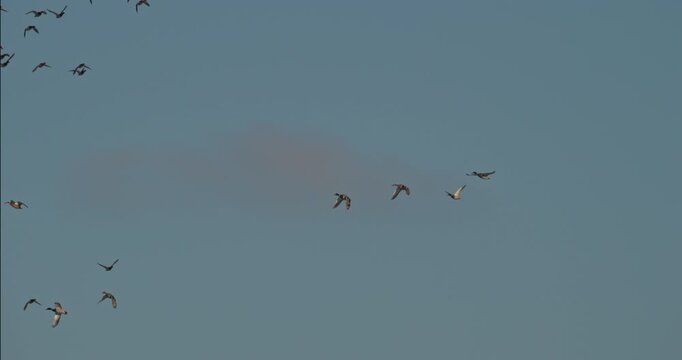 Large Flock of Mallard Ducks Flying Together In Clear Blue Winter Sky Eastern Europe
