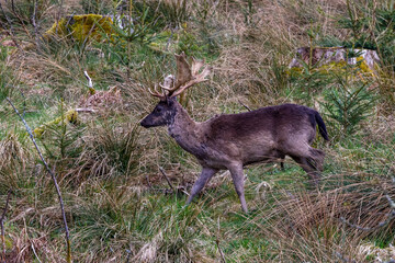 Damwild (Dama dama) © Rolf Müller