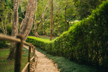 Obraz premium Garden path green hedge wooden fence tree nature walkway outdoor summer peaceful sunlight garden path with green hedge and wooden fence tree creating nature walkway outdoor summer light peaceful