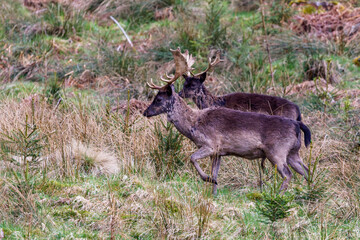 Damwild (Dama dama) © Rolf Müller