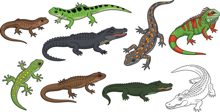 Colorful Reptile and Amphibian Set Featuring Lizards, Salamanders, Alligators, and Iguanas for Animal Illustrations, Wildlife Art