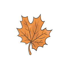 Fototapeta premium Autumn maple leaf vector illustration