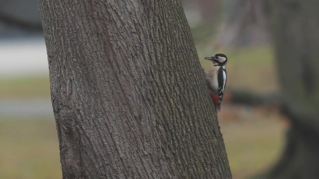 Great Spotted Woodpecker Exploring Tree Trunk for Insects