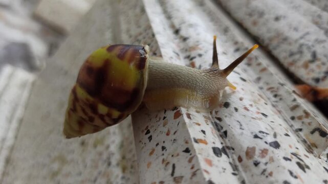 A tiny red snail with a charming appearance, slowly moving across a surface while showcasing its delicate shell and soft body.