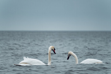 Fototapeta premium Two white swans floating on calm sea water. Majestic birds swimming in ocean. Pair of graceful wildlife animals reflecting natural beauty, loyalty and pair bonding in serene environment.