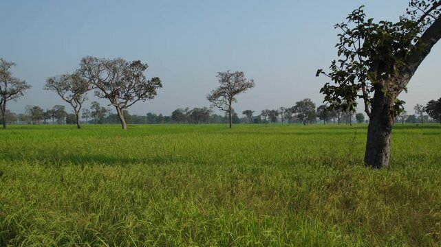 Lush green rice field in early morning light in northeastern Thailand.

