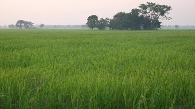 Lush green rice field in early morning light in northeastern Thailand.
