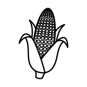 Simple black and white line art illustration of a single ear of corn with kernels visible and husks partially peeled back, representing a common agricultural crop.