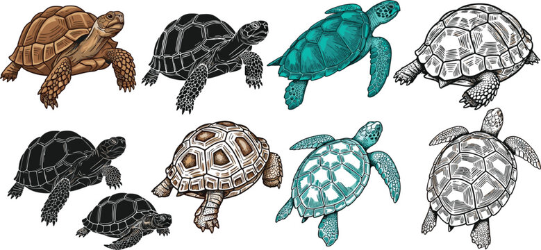 Hand-Drawn Tortoise and Turtle Set with Various Shell Colors and Patterns for Animal Illustrations, Wildlife Art, and Nature Designs