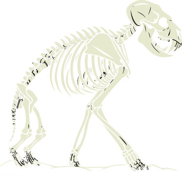 Detailed illustration of a monkey skeleton in a walking posture with beige and black color scheme on white background