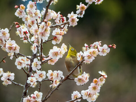 A Japanese white-eye perched on a branch of white plum blossoms. This seasonal shot symbolizes early spring, ideal for floral design backdrops.