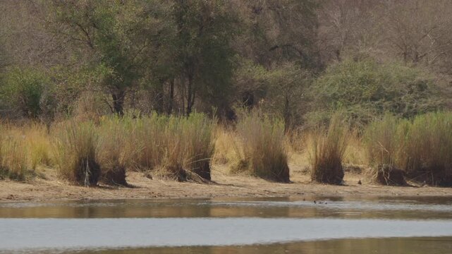Hippo in deep water at Kruger National Park as an oxpecker stands on the sandy shoreline behind. Calm African wildlife scene with reeds, trees and still water.