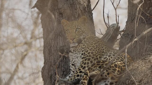 Leopard in tree stares forward in slow motion, alert big cat resting on branches in dry woodland habitat. Intense gaze, spotted coat details, wildlife behavior.