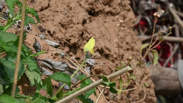 A small grass yellow butterfly rests on Tridax procumbens flower. Its common name is Eurema brigitta and&nbsp;broad bordered grass yellow. 