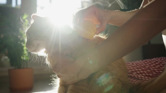 Woman's hands using a modern steam brush to comb and groom a fluffy ginger cat, removing undercoat and loose hair while the pet enjoys the process in a room with warm sunlight