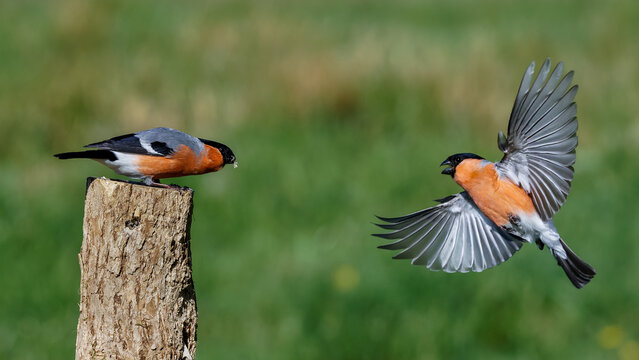 Dompfaff (Pyrrhula pyrrhula) M&auml;nnchen